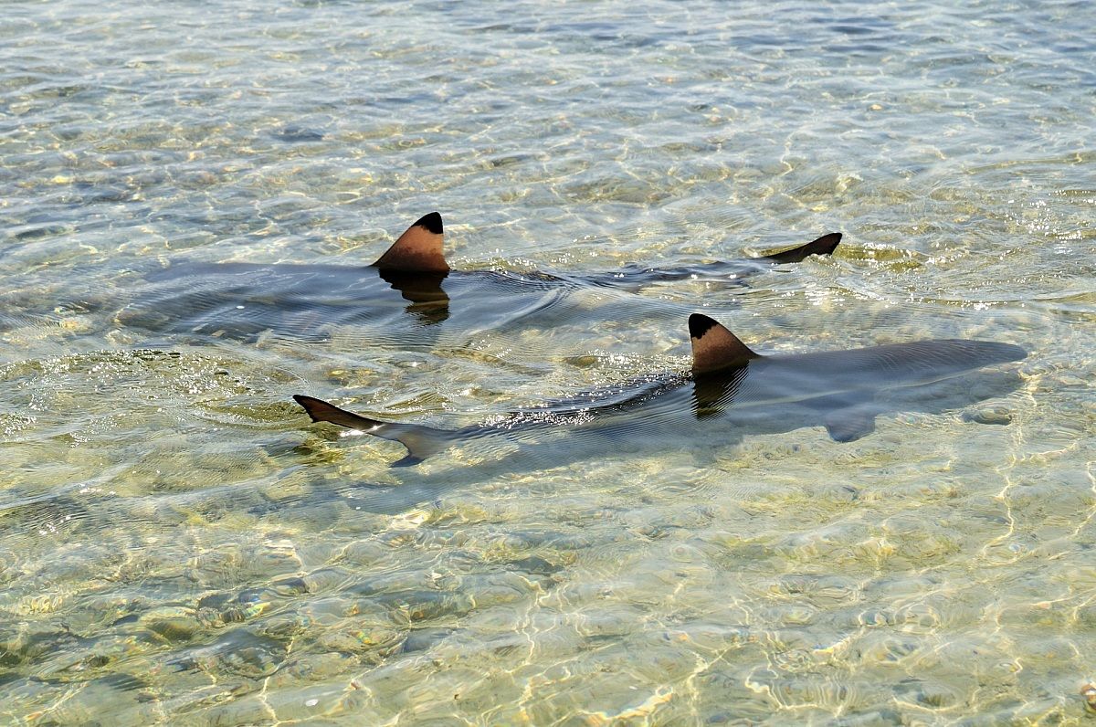 Blacktip Carcharhinus