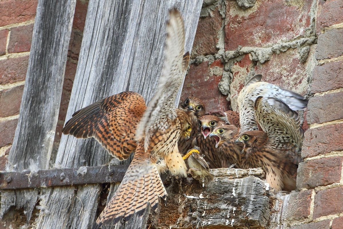 Piccoli gheppi affamati e grande mamma