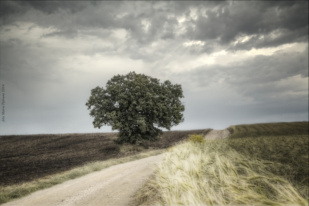 Oak Sano Great (Alta Murgia National Park)