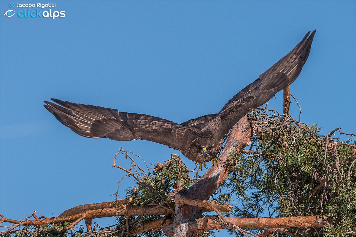 Buzzard in flight front