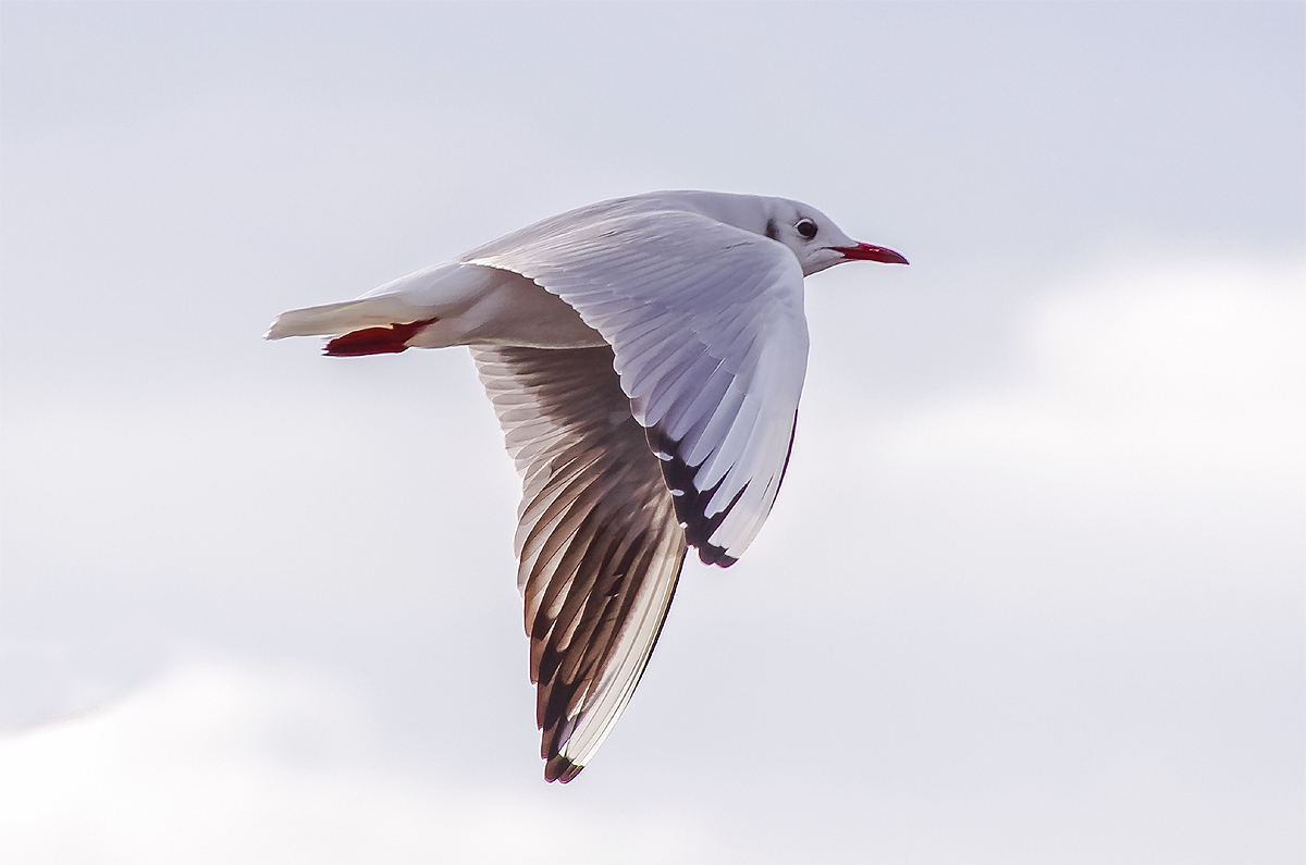 (Larus ridibundus) black-headed gull