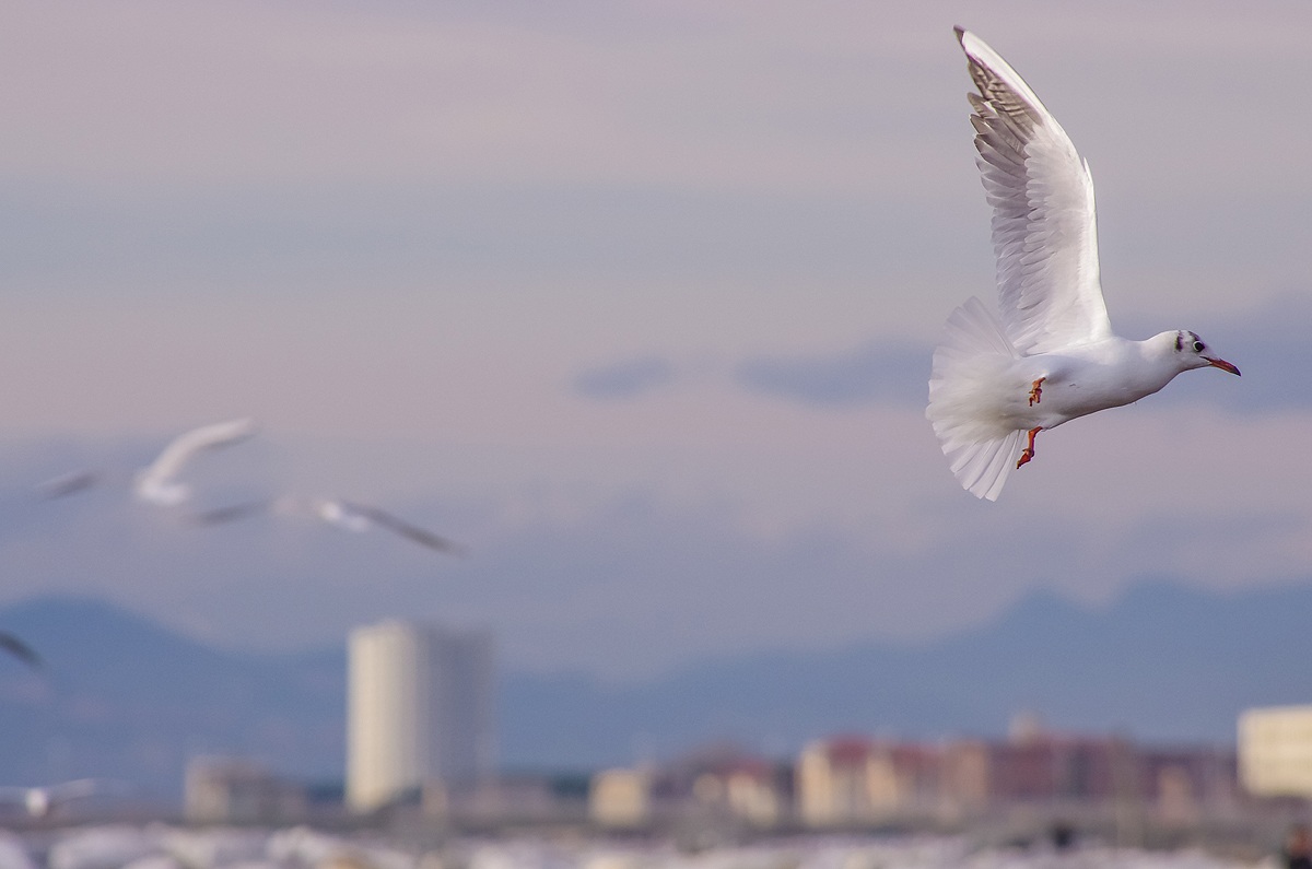 (Larus ridibundus) black-headed gull