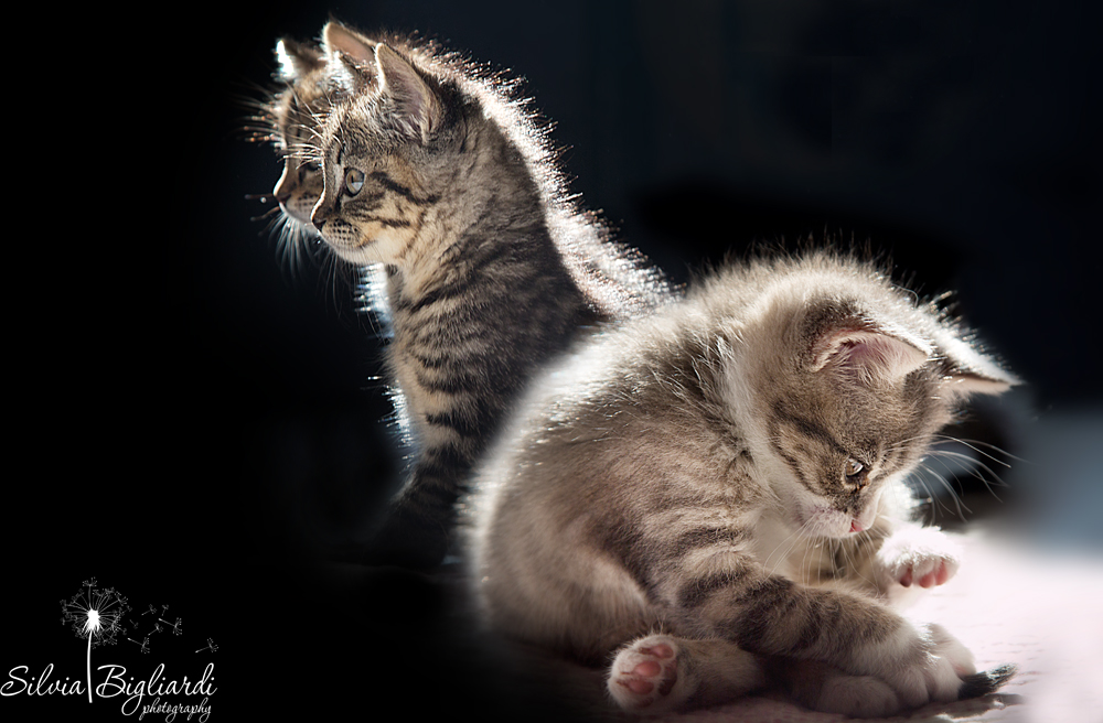 Where the cats have no name