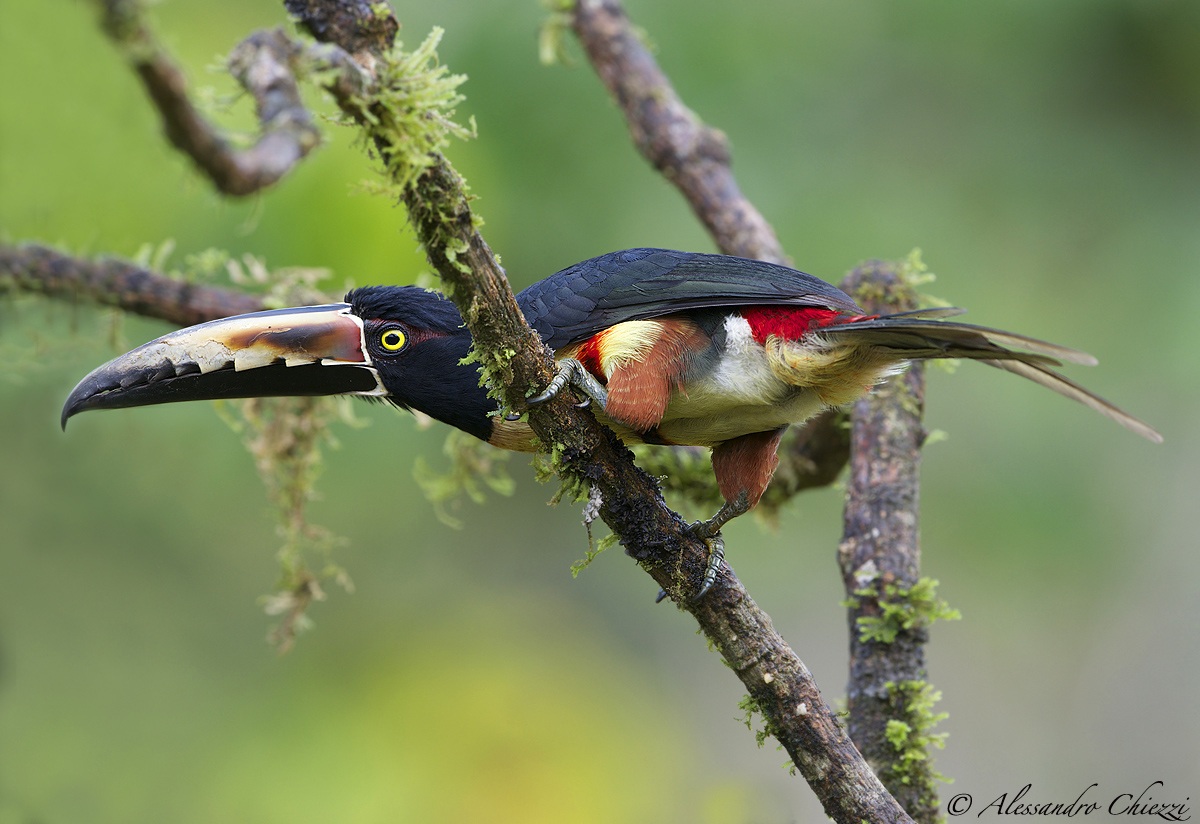 The colors dell'aracari
