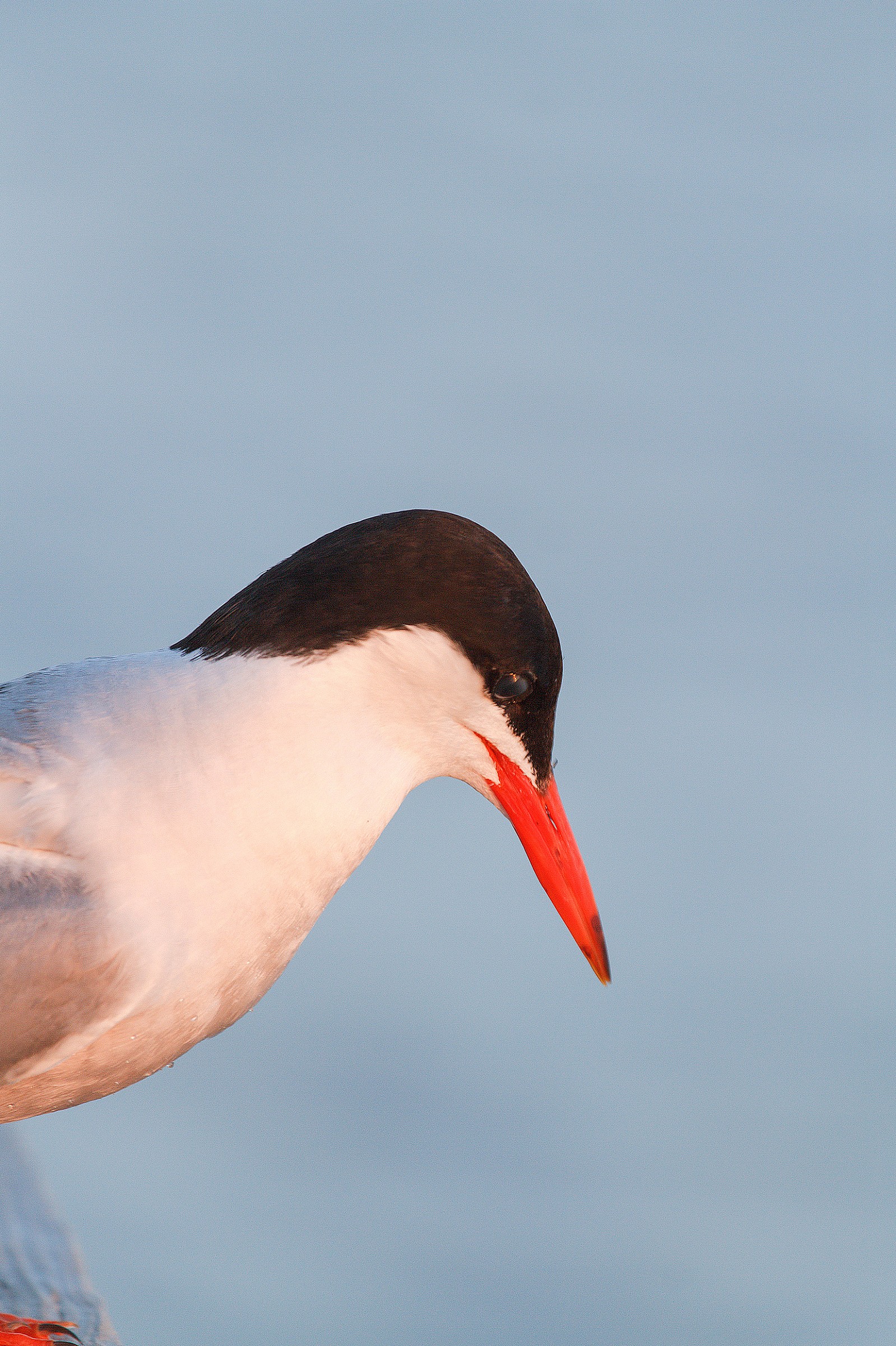 Common Tern