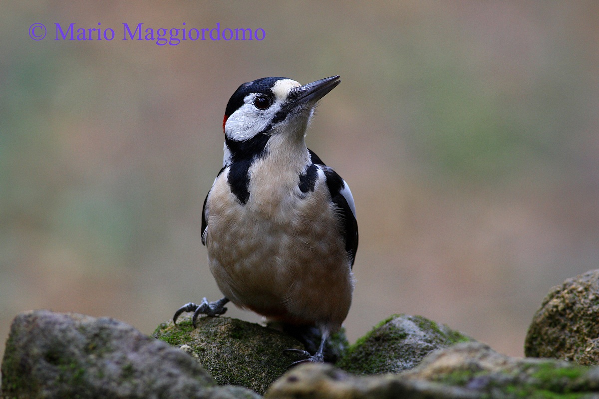Great Spotted Woodpecker