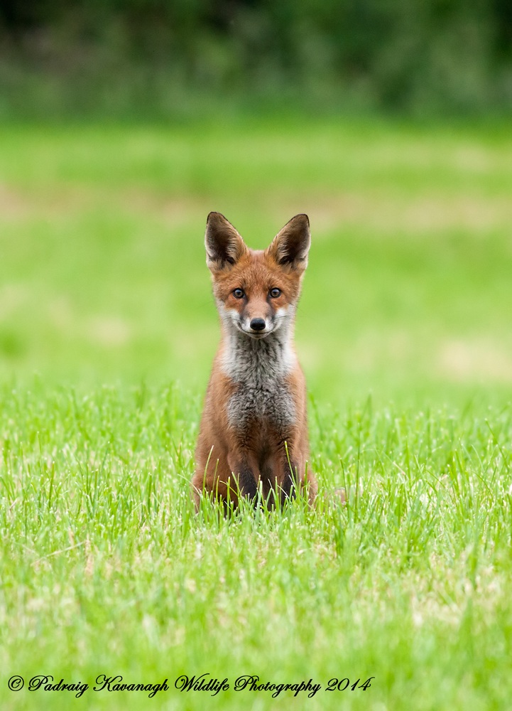 Curious Fox Cub