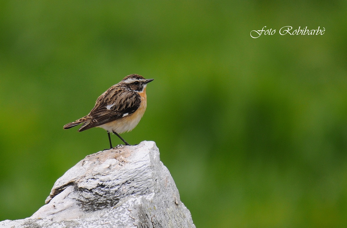 Stiaccino...in vetta...