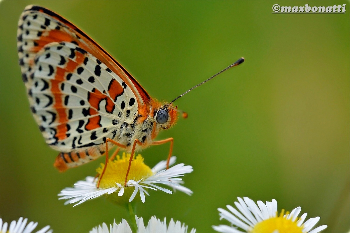 Unidentified Butterfly