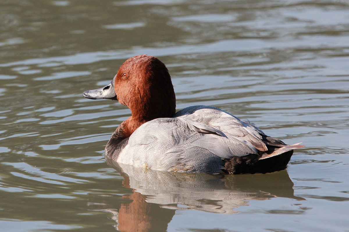 Aythya ferina, maschio