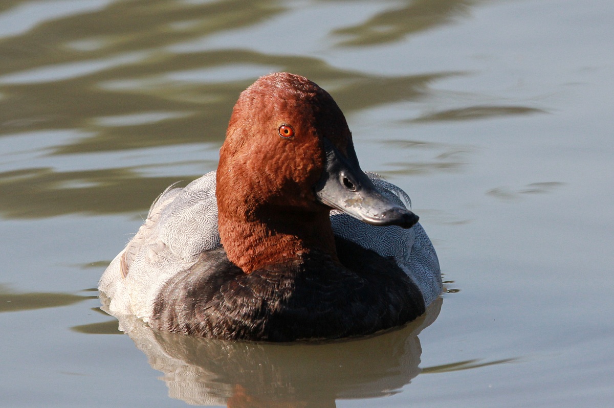 Aythya ferina, maschio