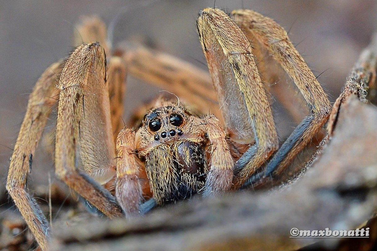 Spider of the family Lycosidae