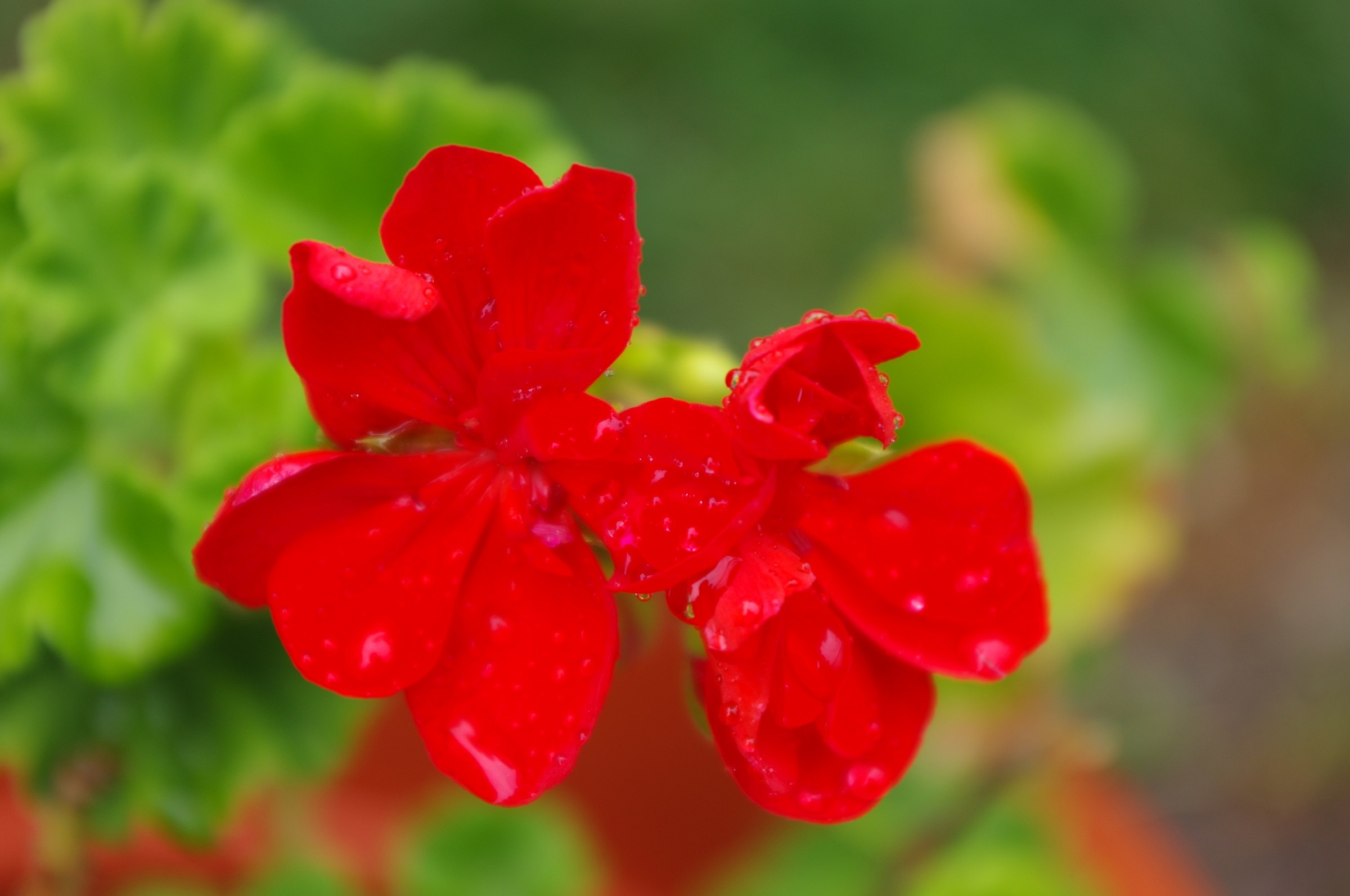 geranium after a rain