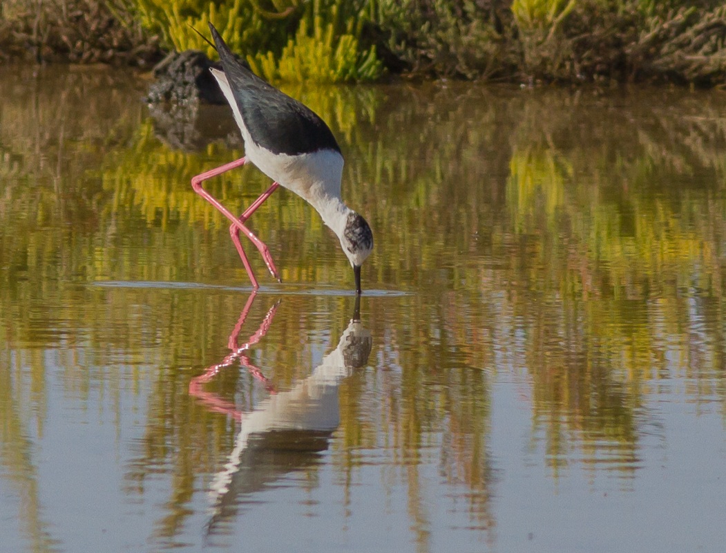 Cavaliere al pascolo