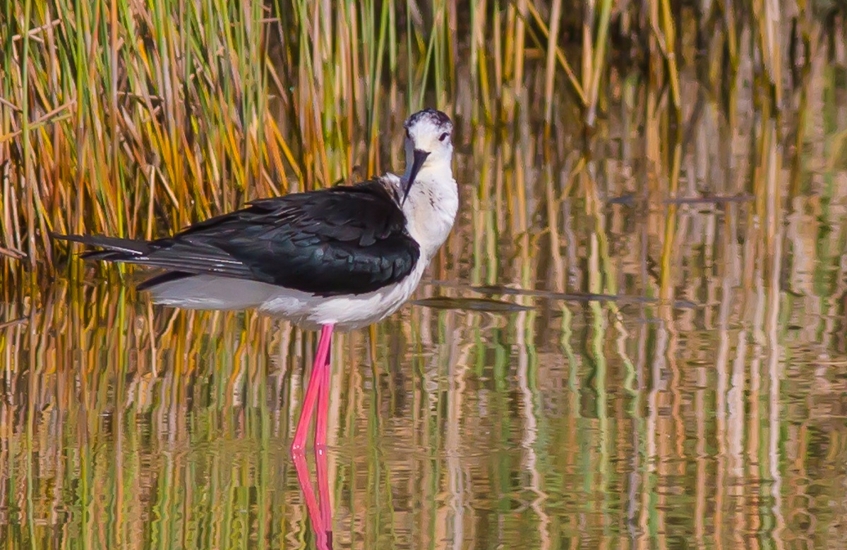 Lo sguardo del cavaliere
