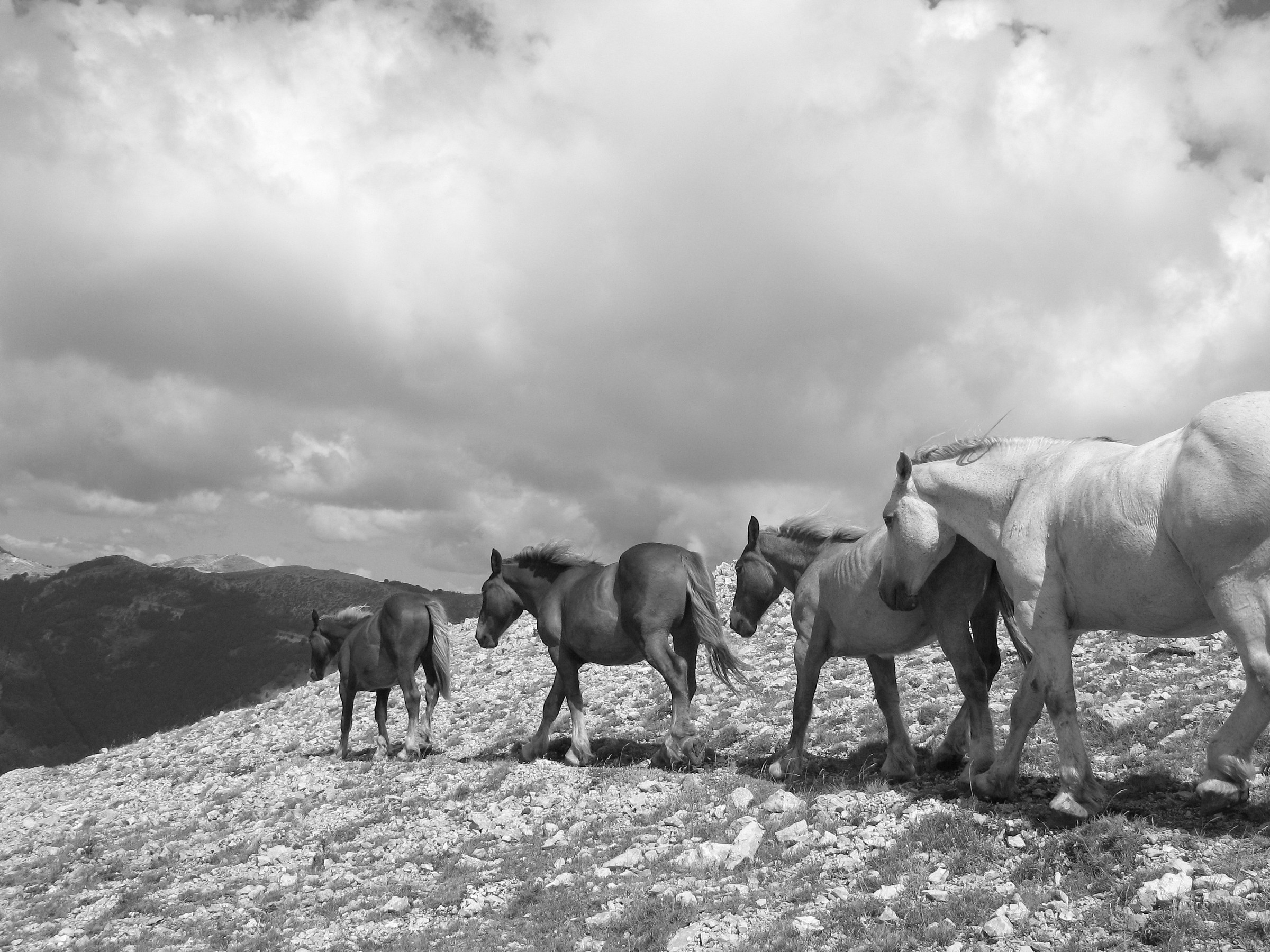 Fiumata (rm) horses on the ridge 1 of 3