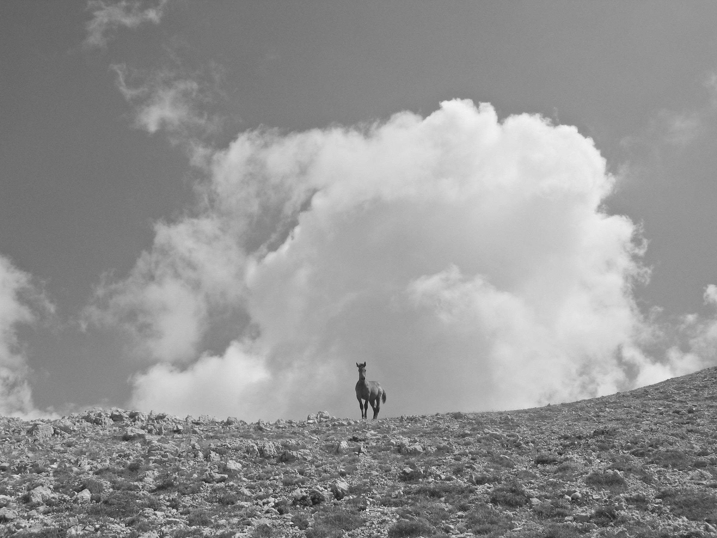 Fiumata (rm) cavalli sulla cresta 3 di 3