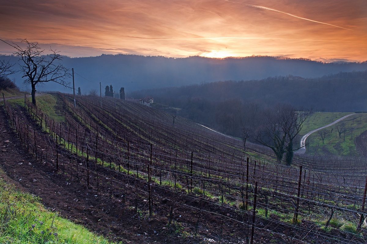 the vineyards of the Curonian