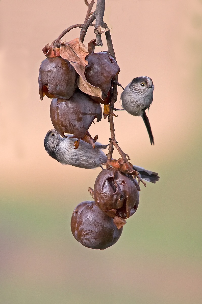 Long-tailed Tit (Aegithalos caudatus)