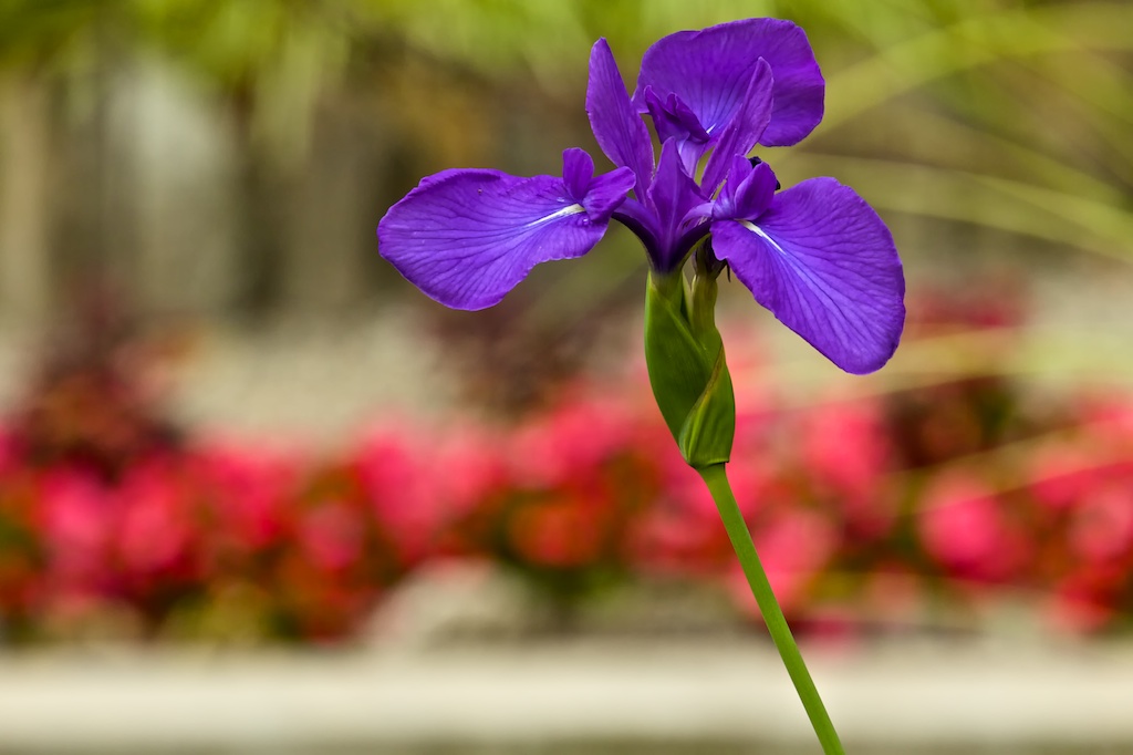 Villa Taranto Verbania