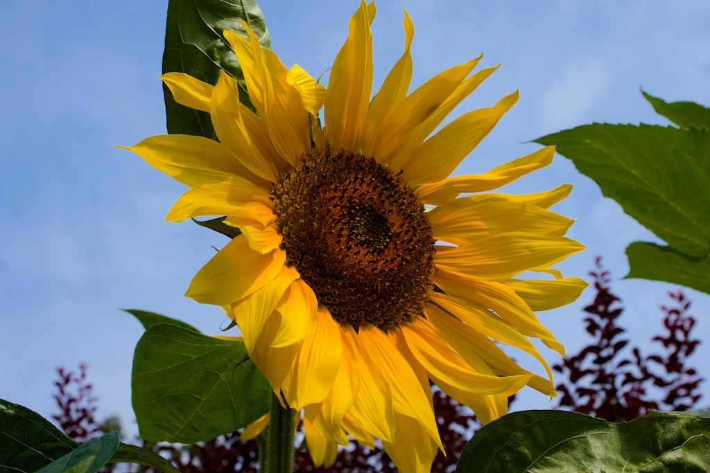 Villa Taranto Verbania