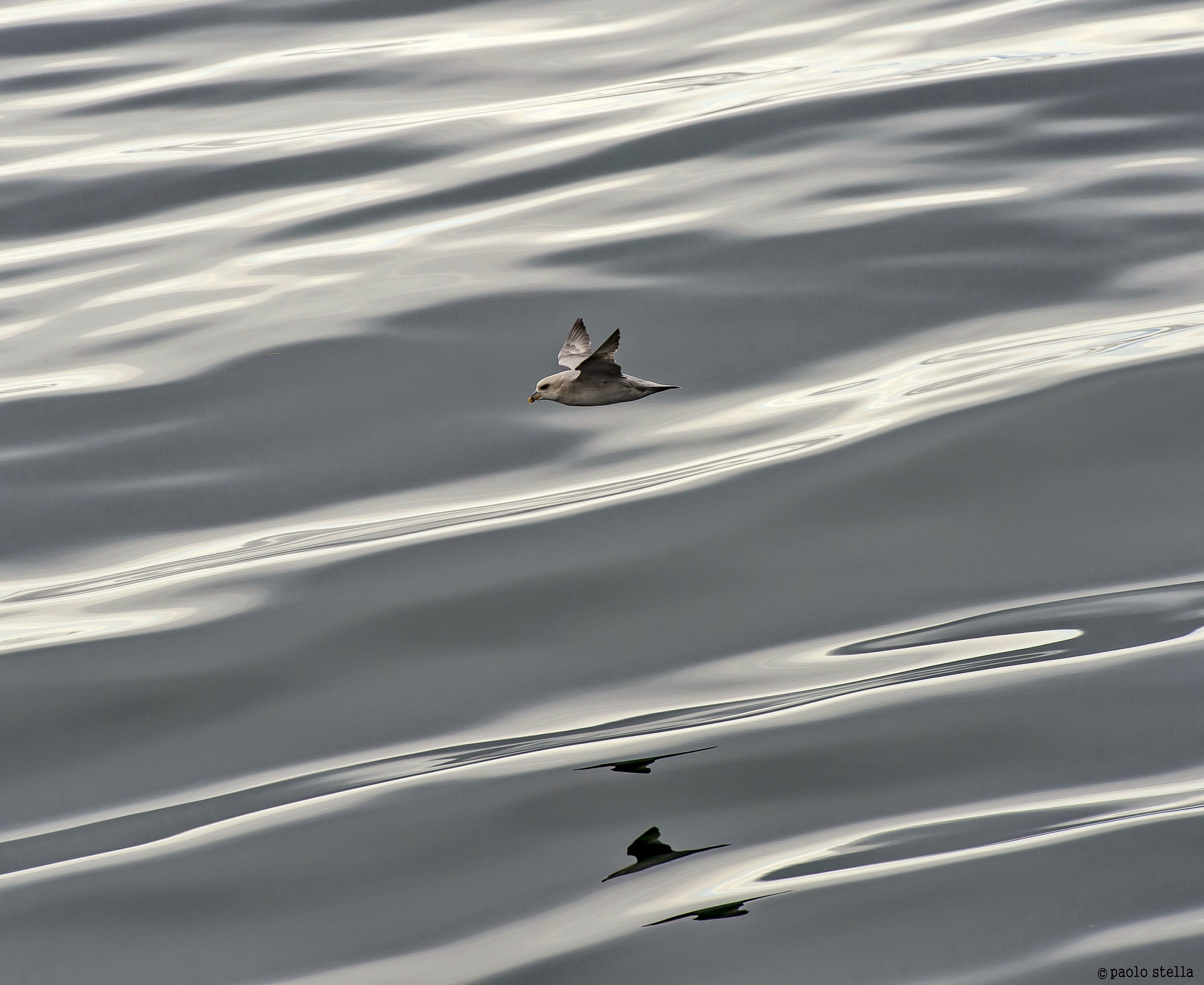 Flying Northern Fulmar