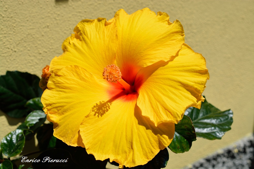 hibiscus