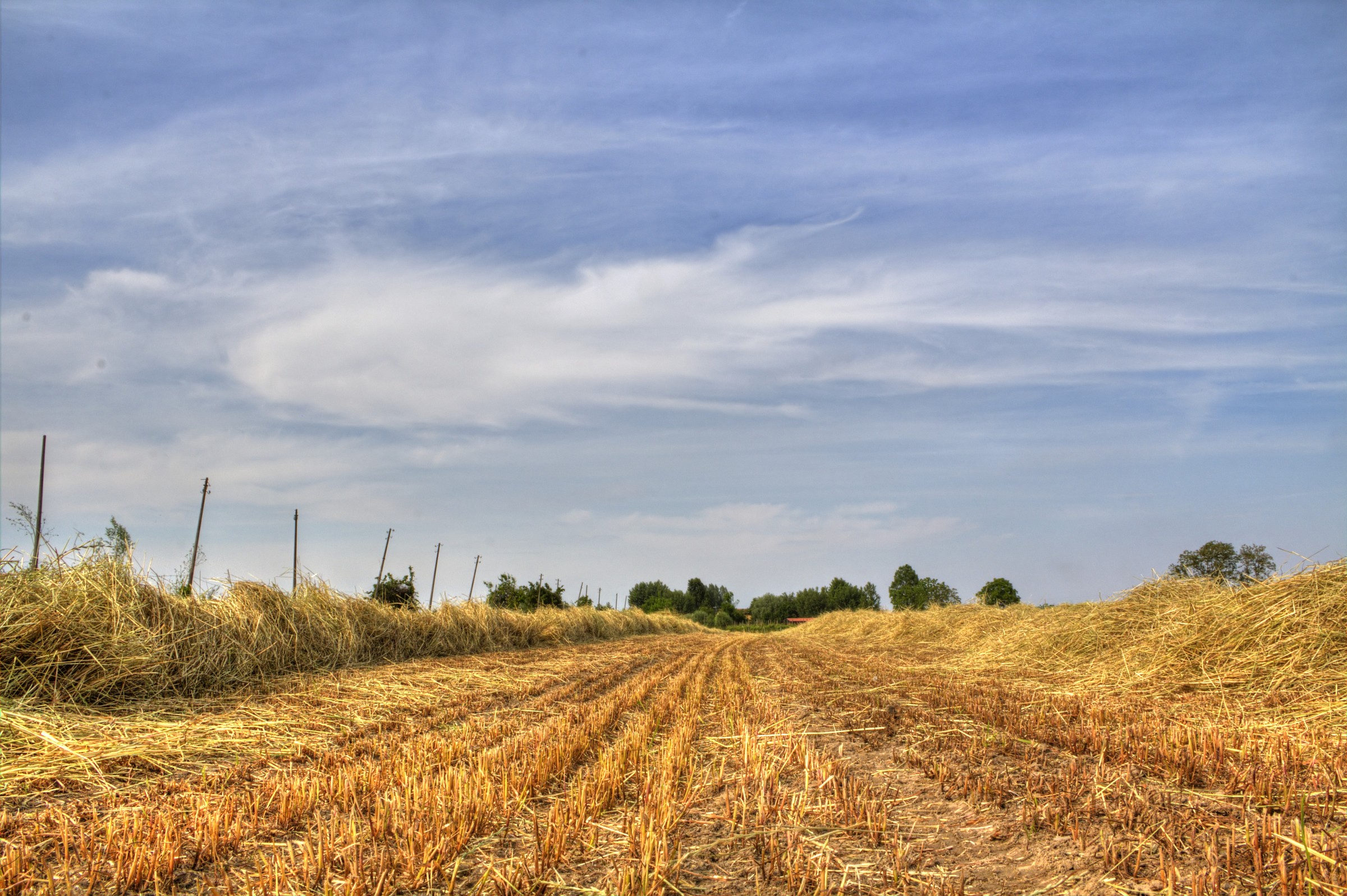 The cutting of hay