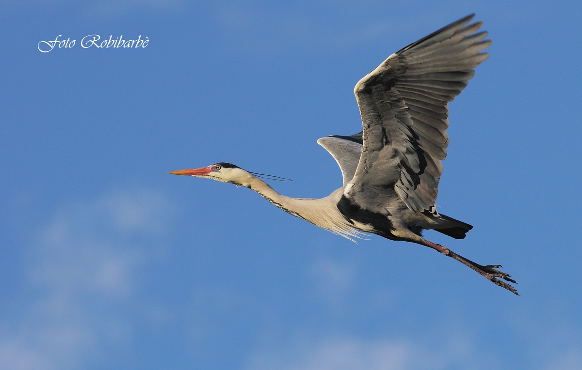 Airone cenerino.....