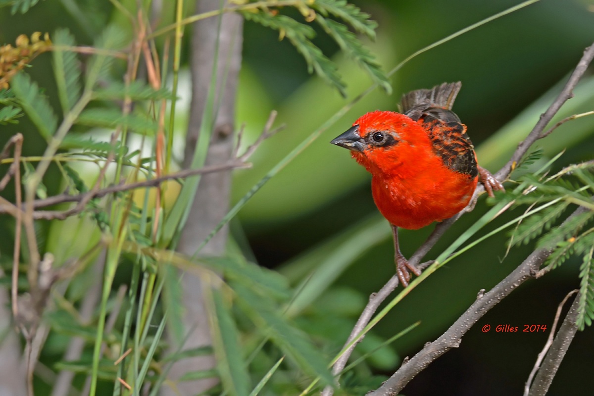 Tessitore fiammante (Foudia madagascariensis)