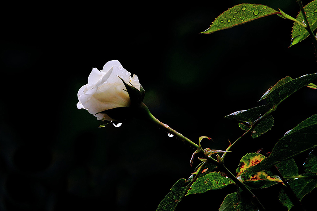 White Rose