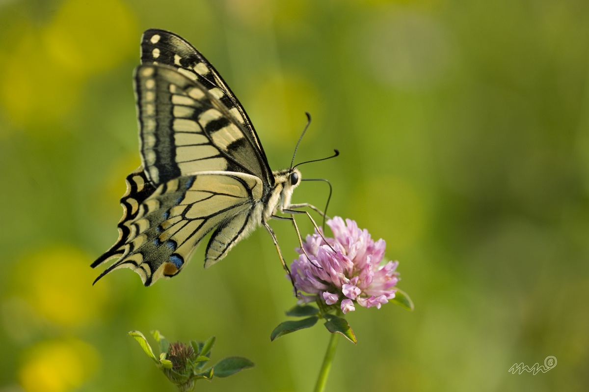 macaone_papilio machaon
