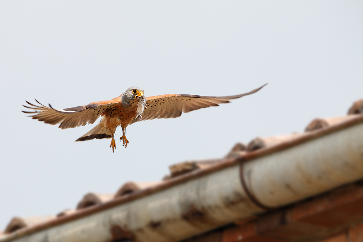 Arriva la pappa al nido!