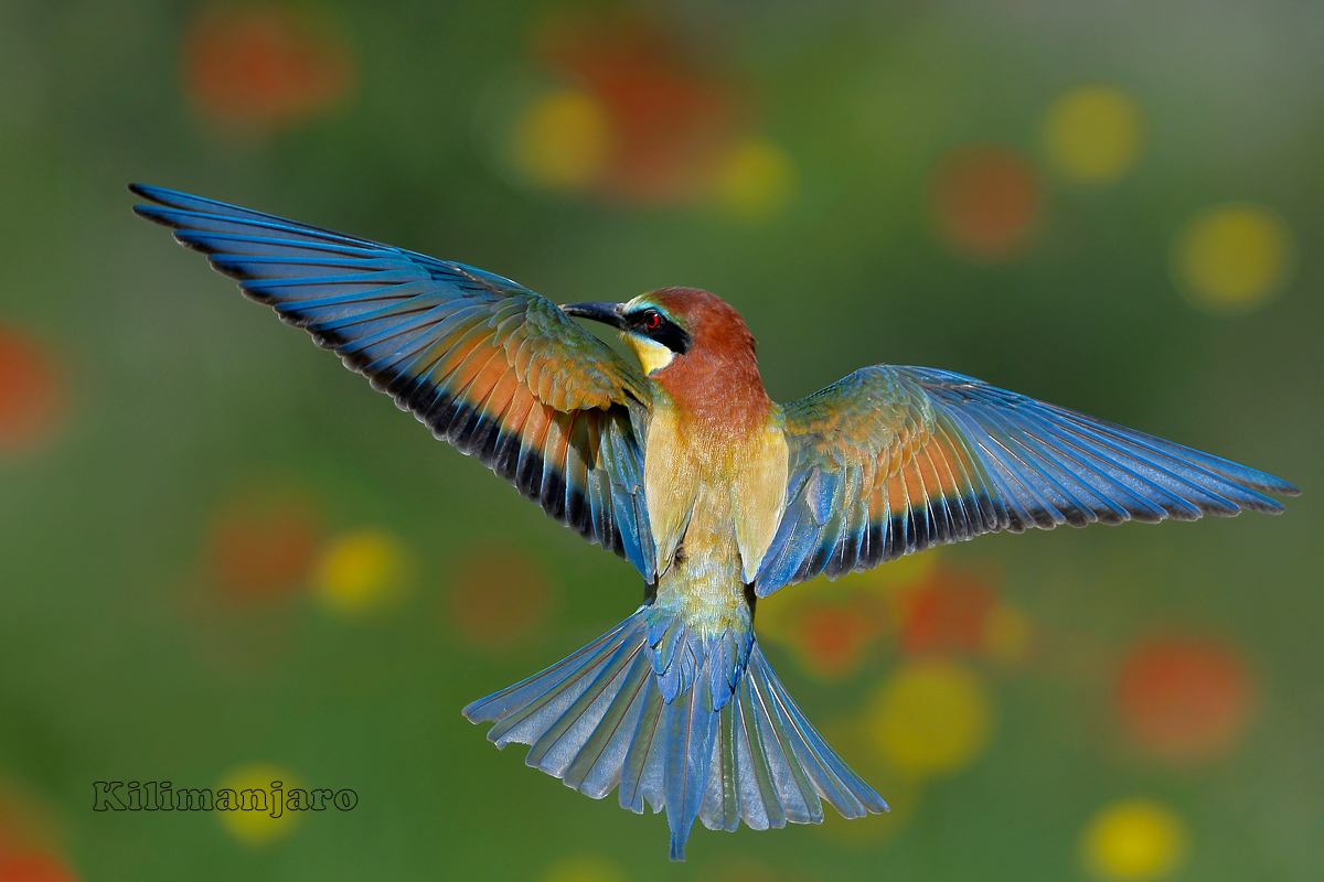 The flight of the bee-eater