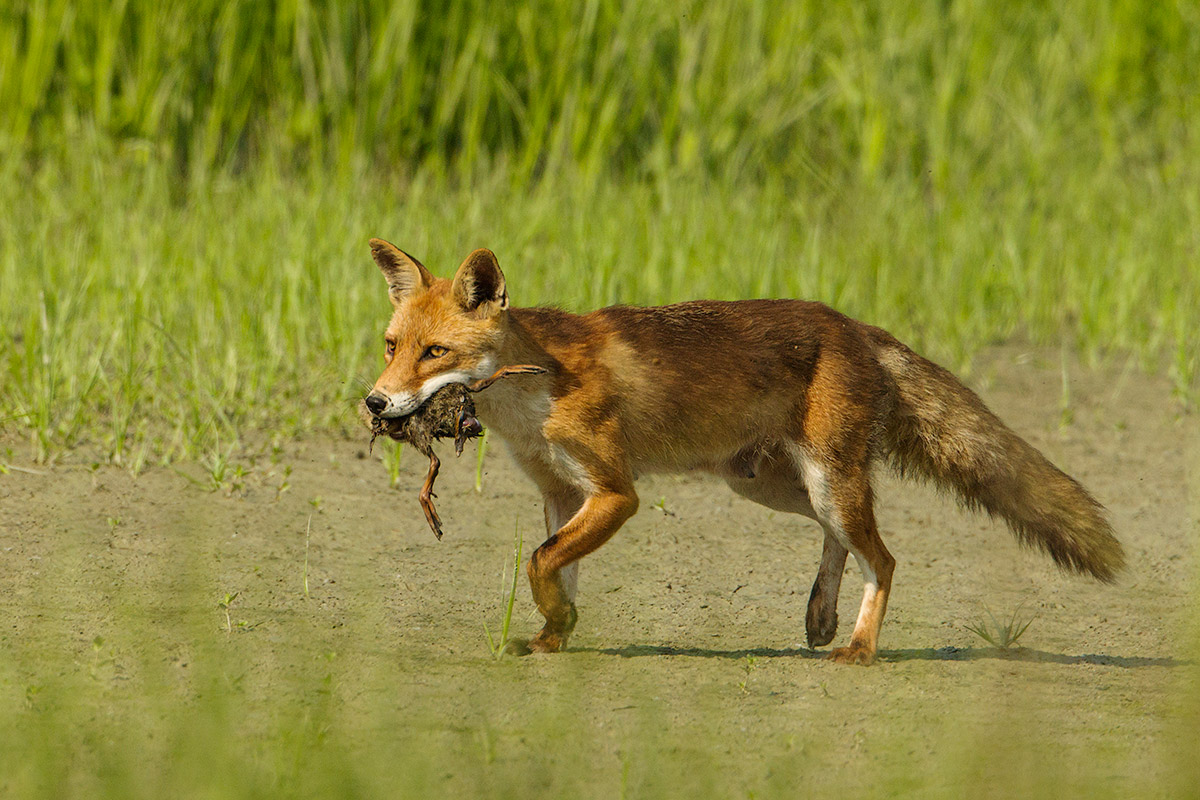 fox with prey