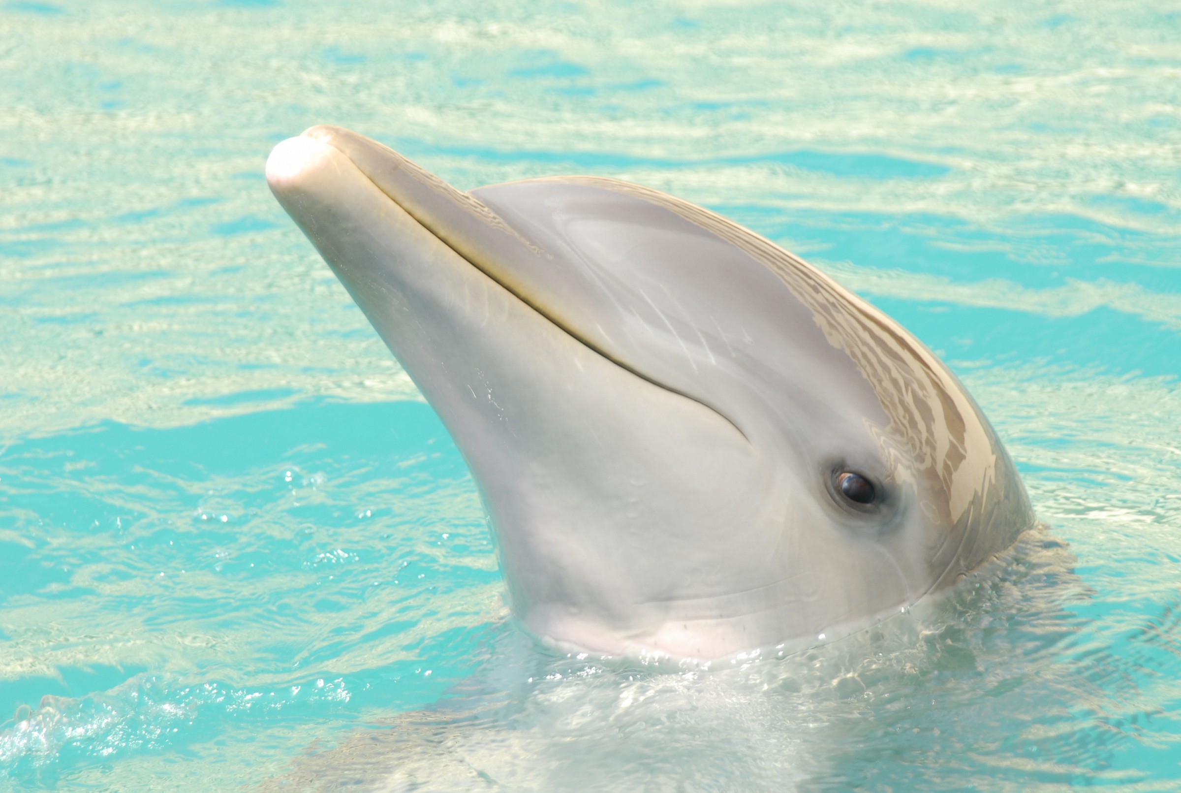 Dolphin