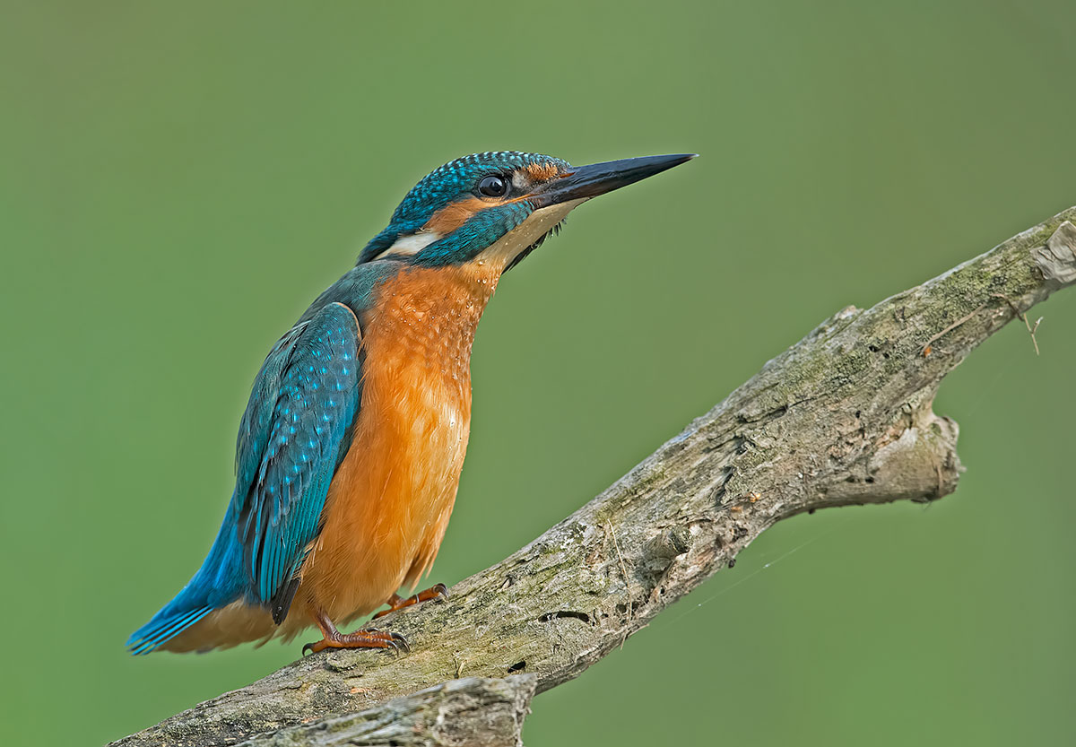 Kingfisher