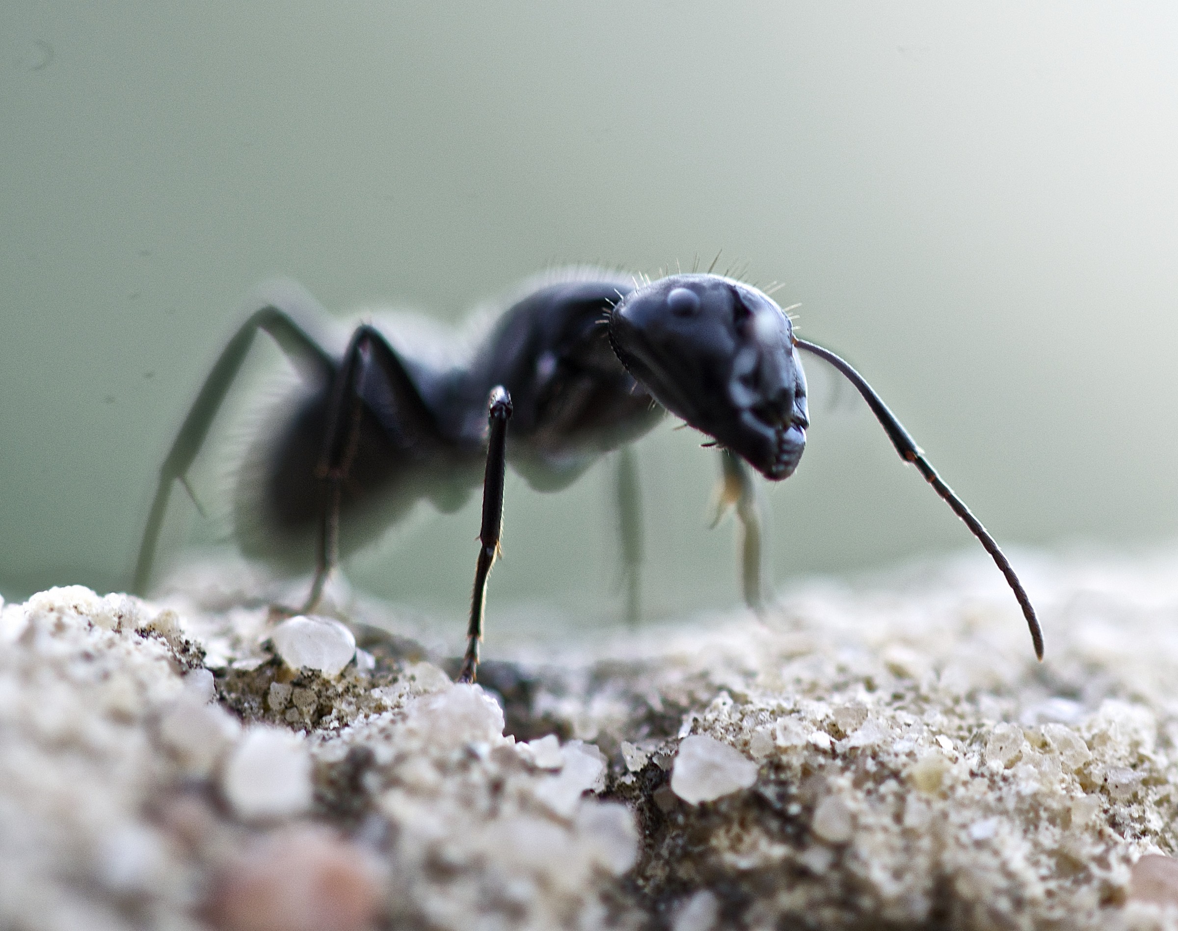 Ant of Corsica