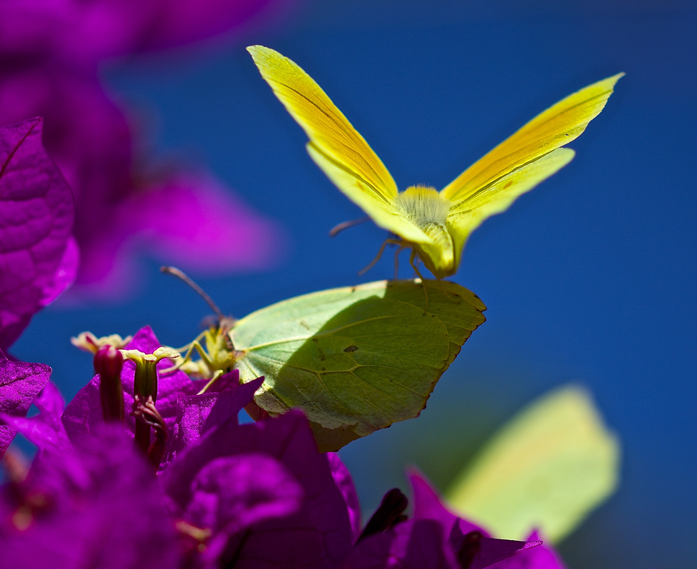 Butterfly landing awkwardly Corsica
