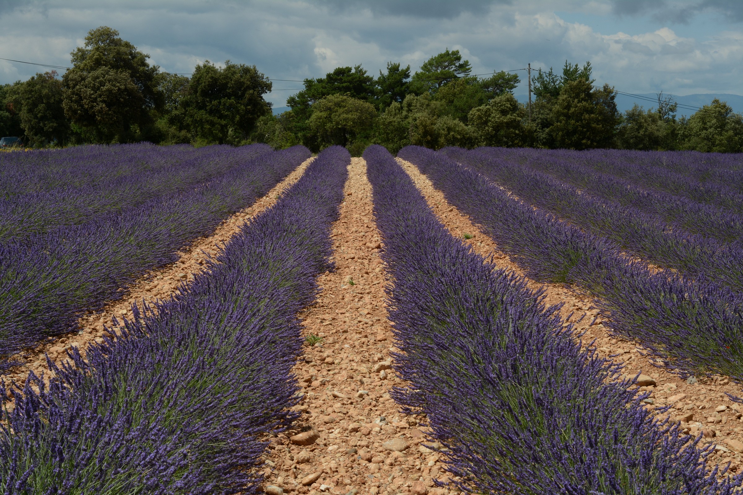 Lavanda