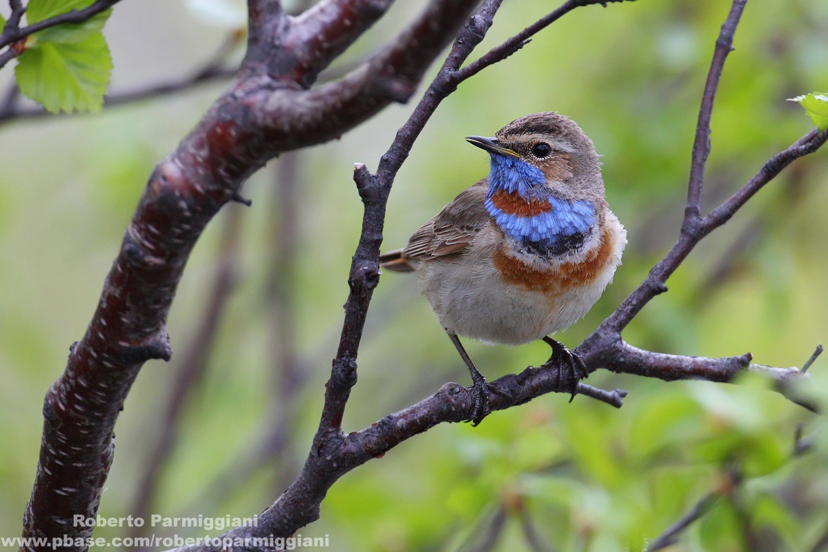L'abito estivo (Pettazzurro)