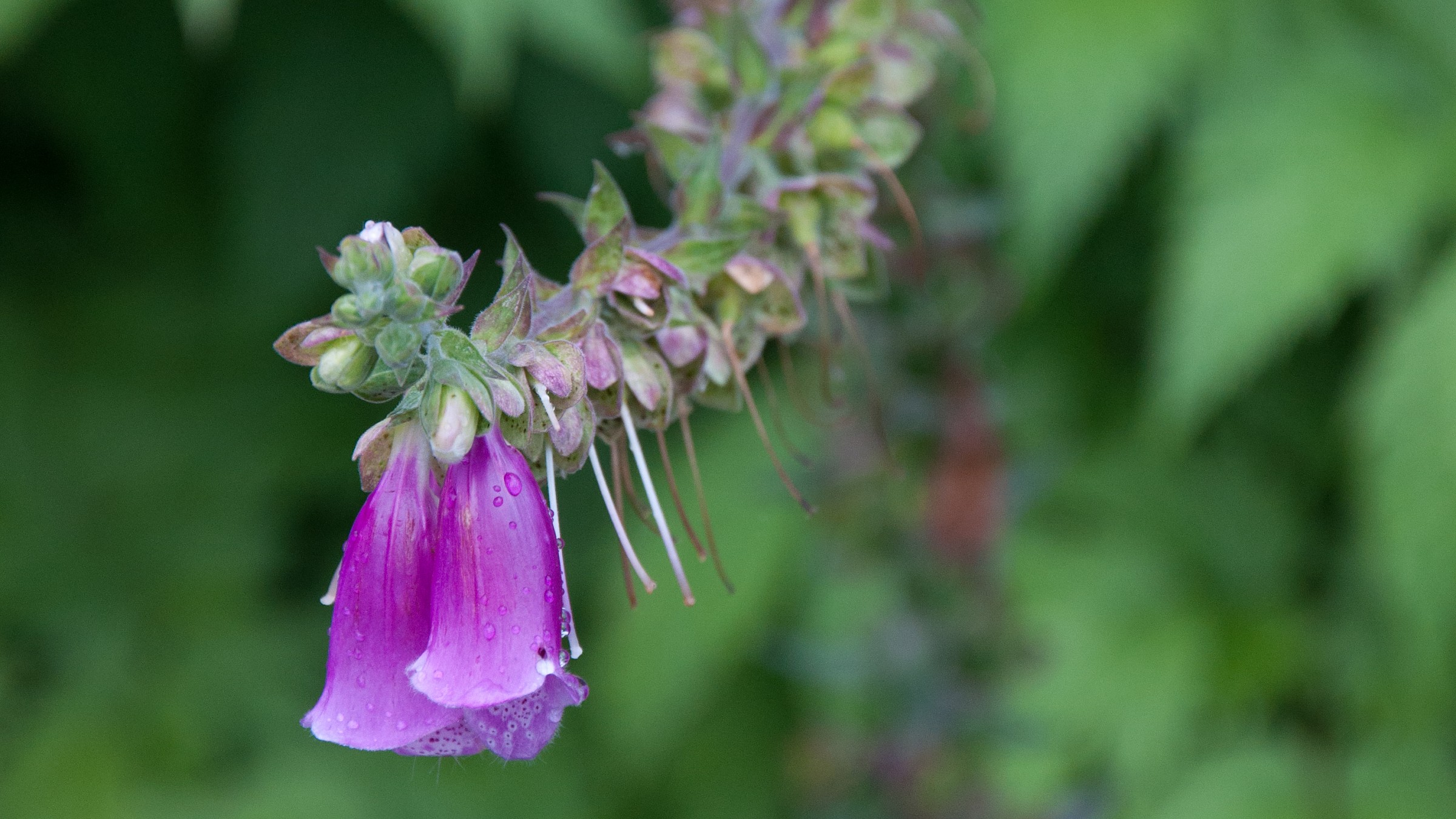 Blarney Castle garden