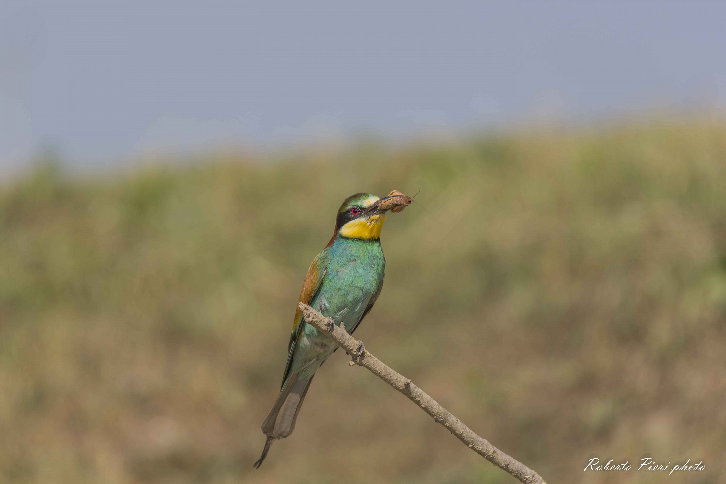 bee-eater posing