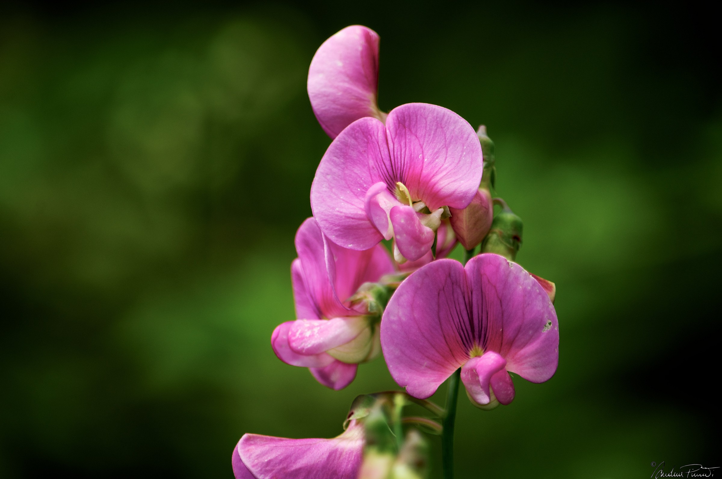 Lathyrus odoratus