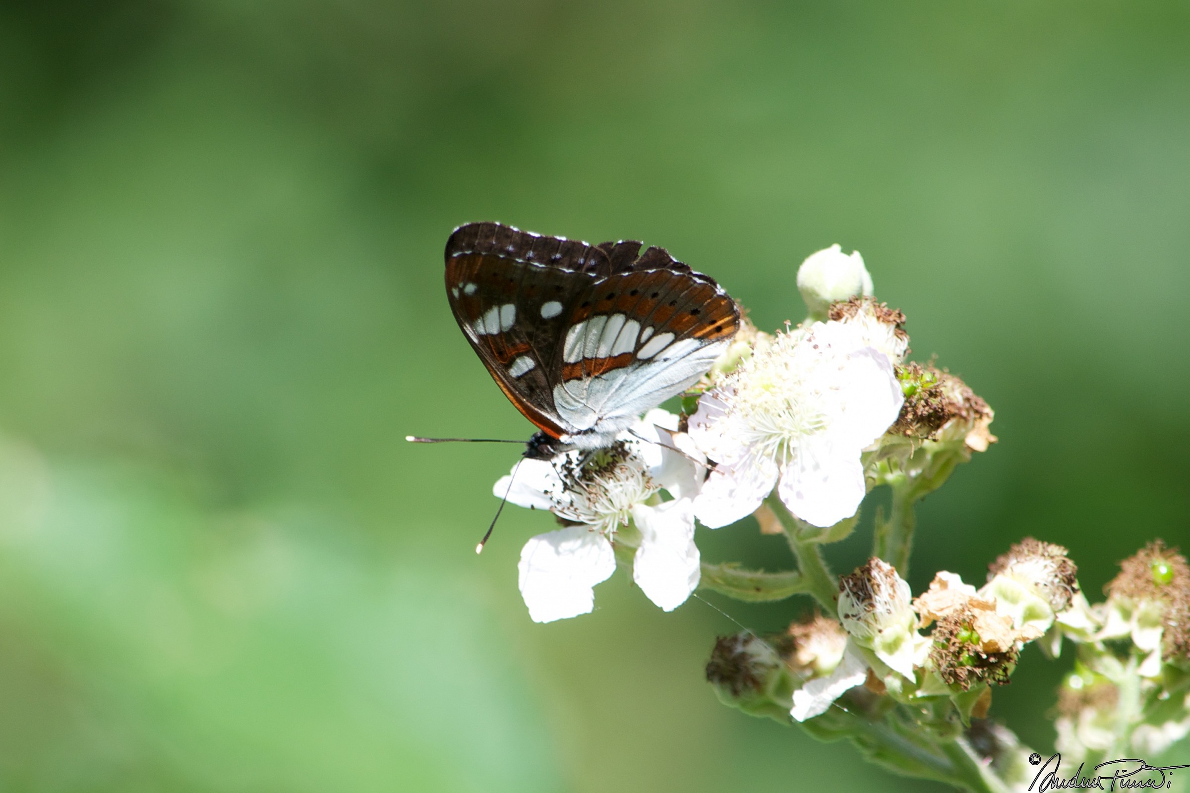 Limenitis reducta