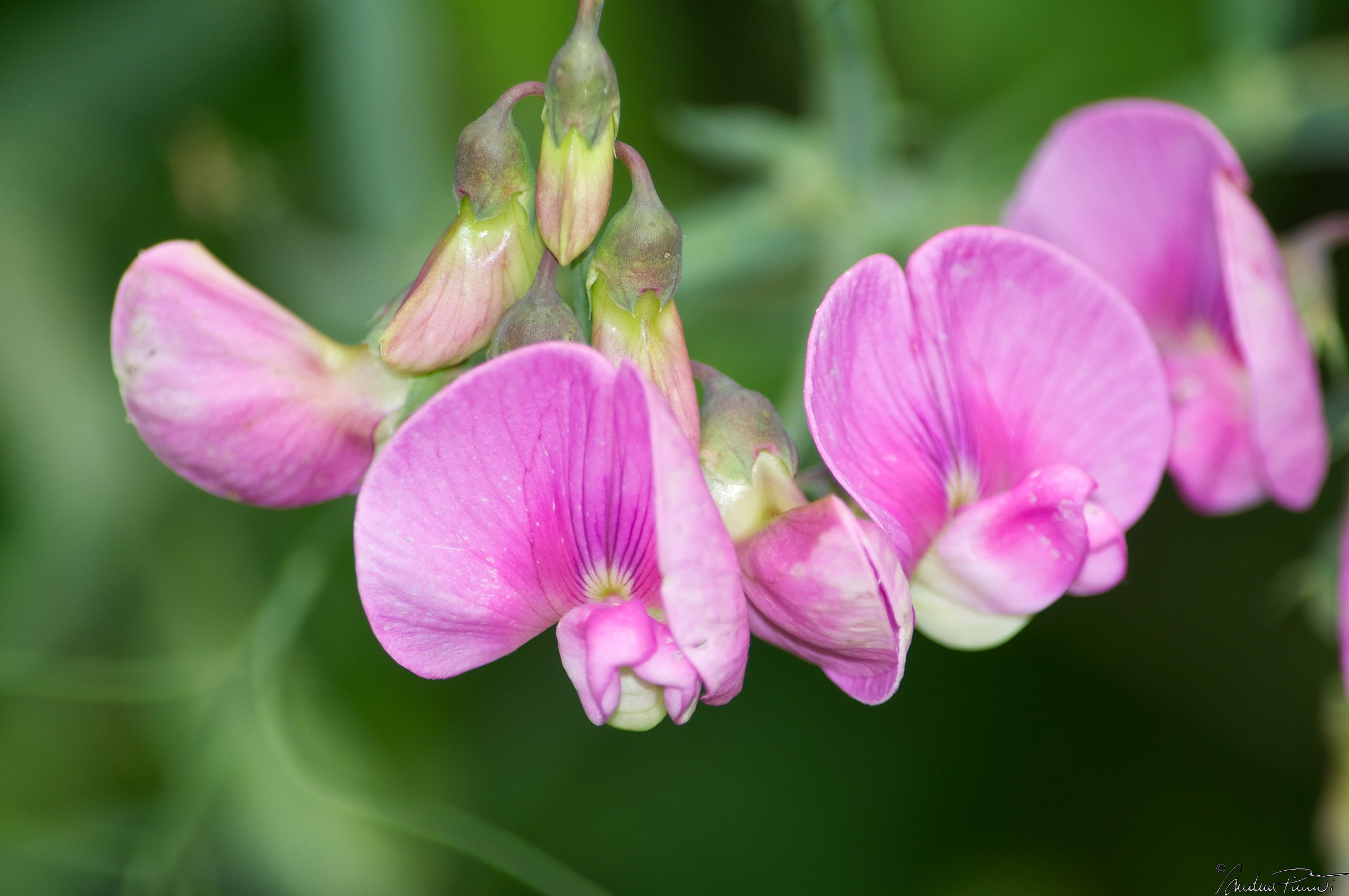 Lathyrus odoratus