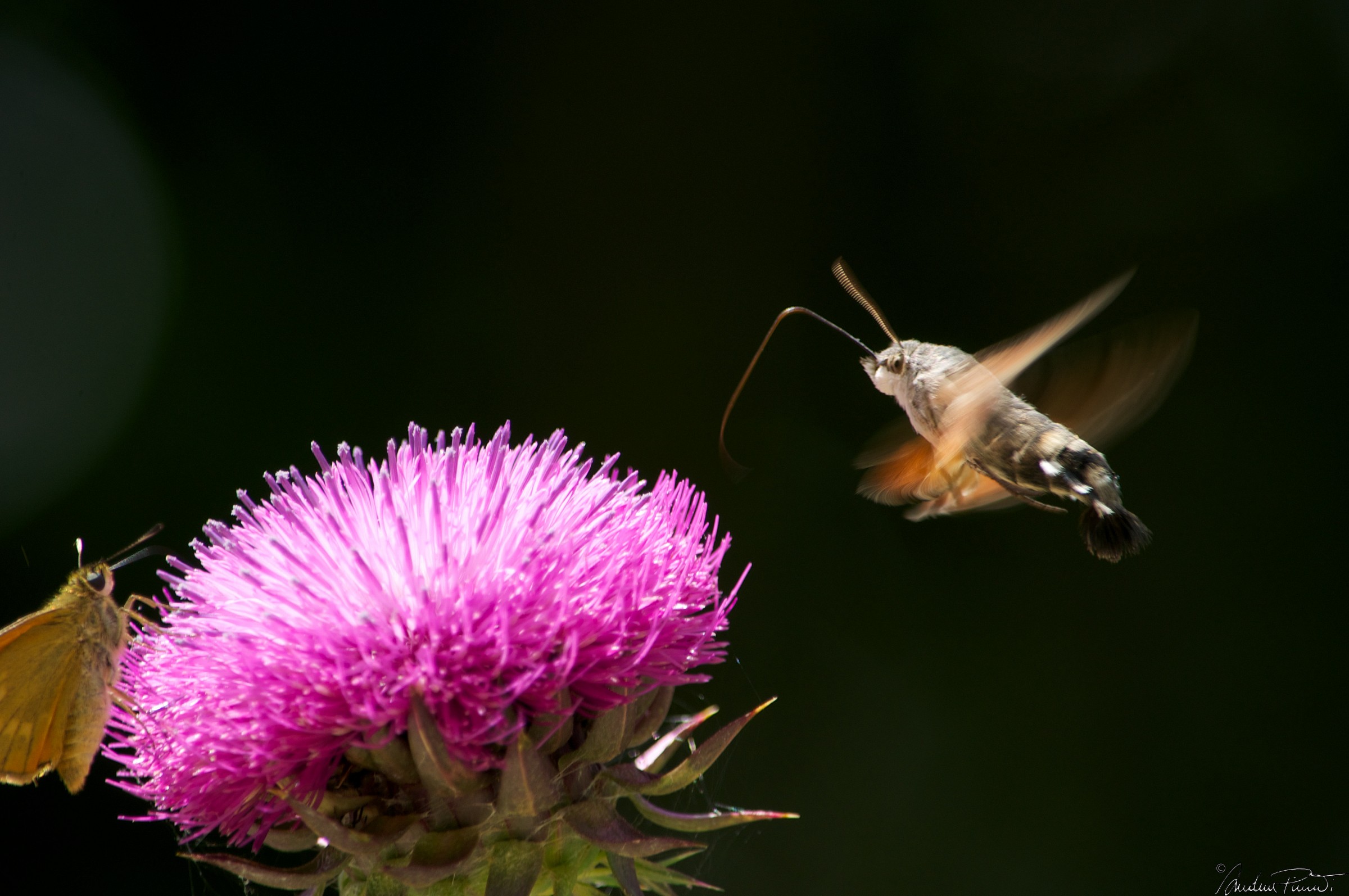 Macroglossum stelladarum