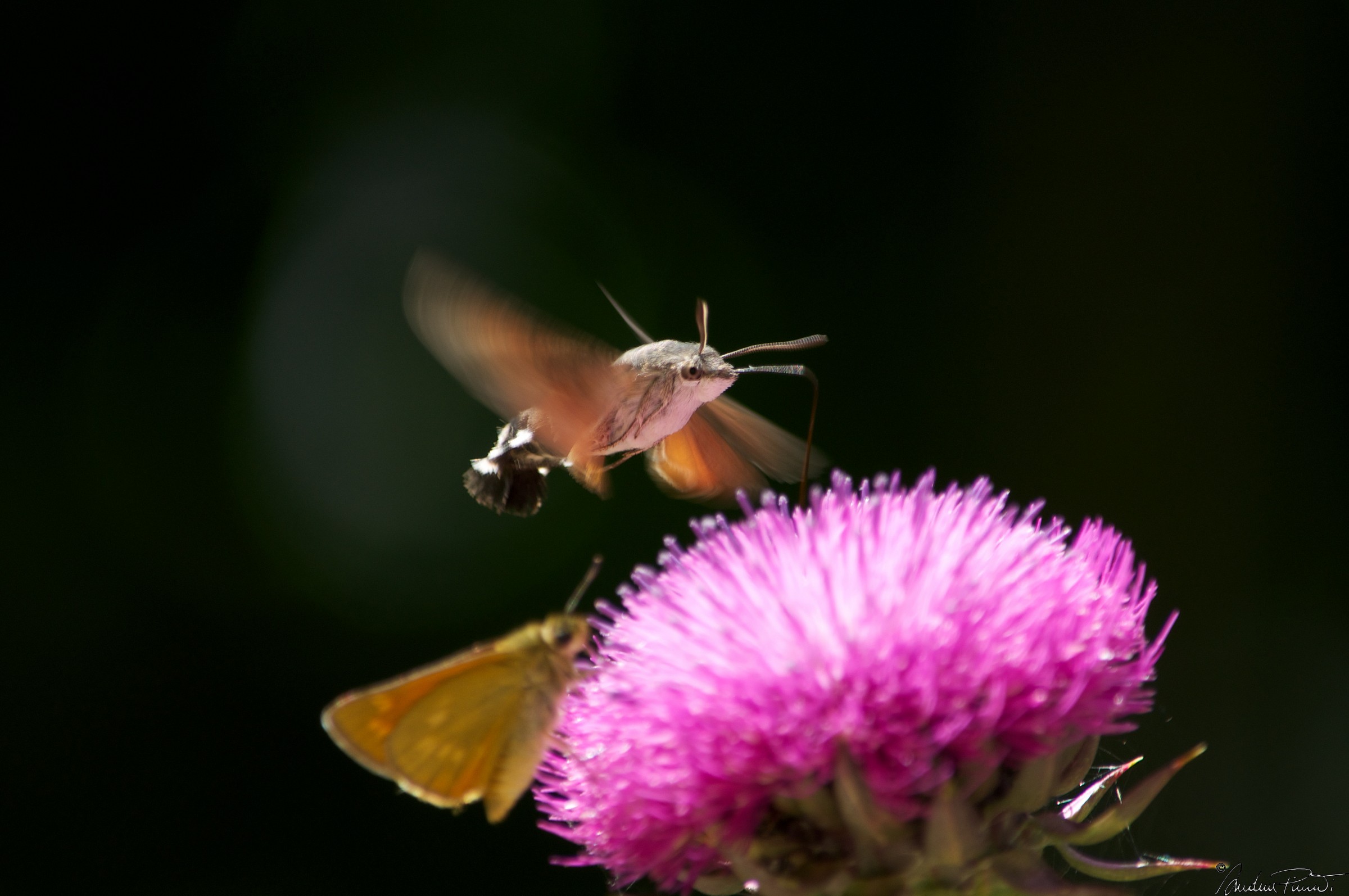Macroglossum stelladarum