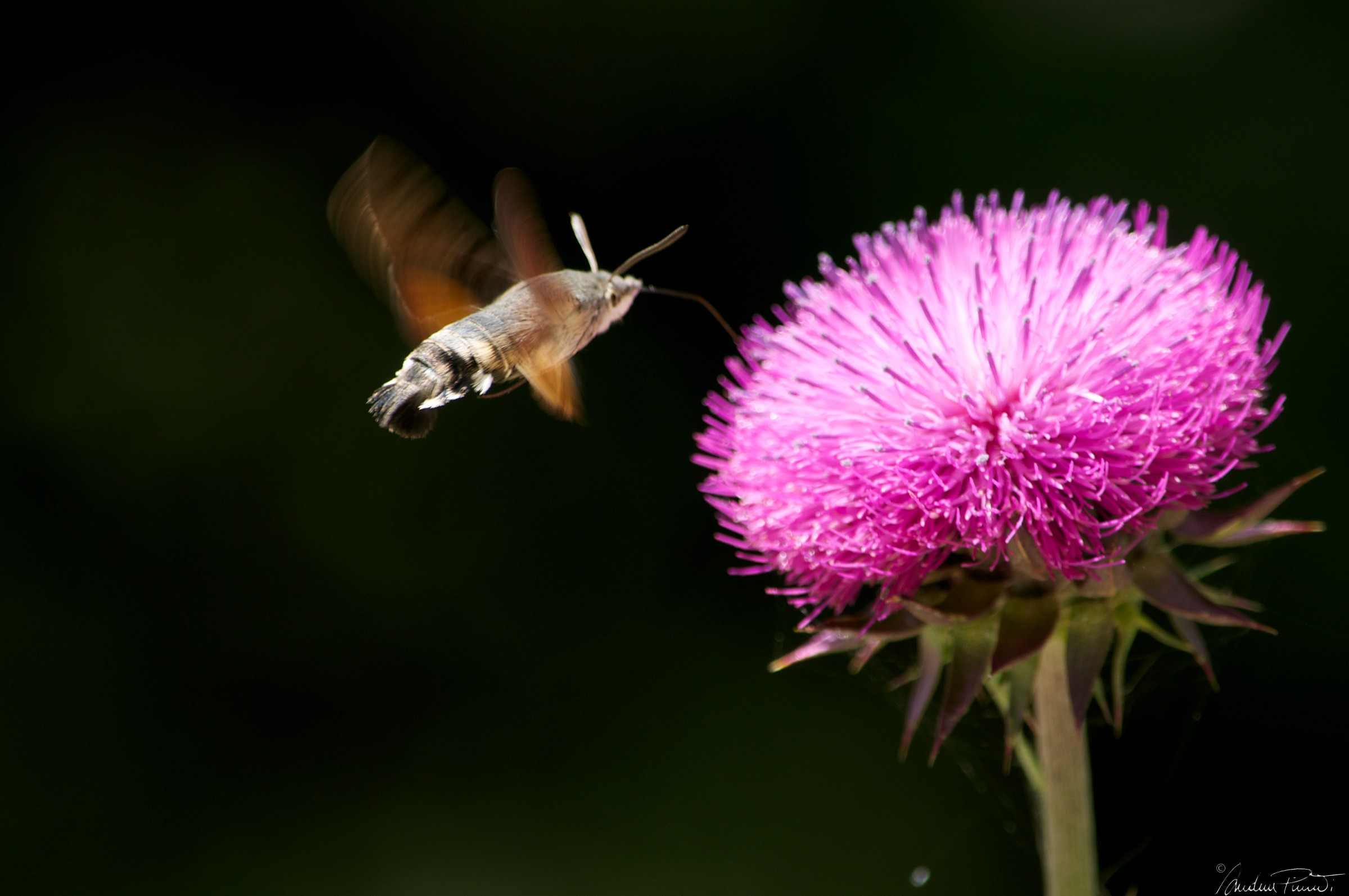 Macroglossum stelladarum