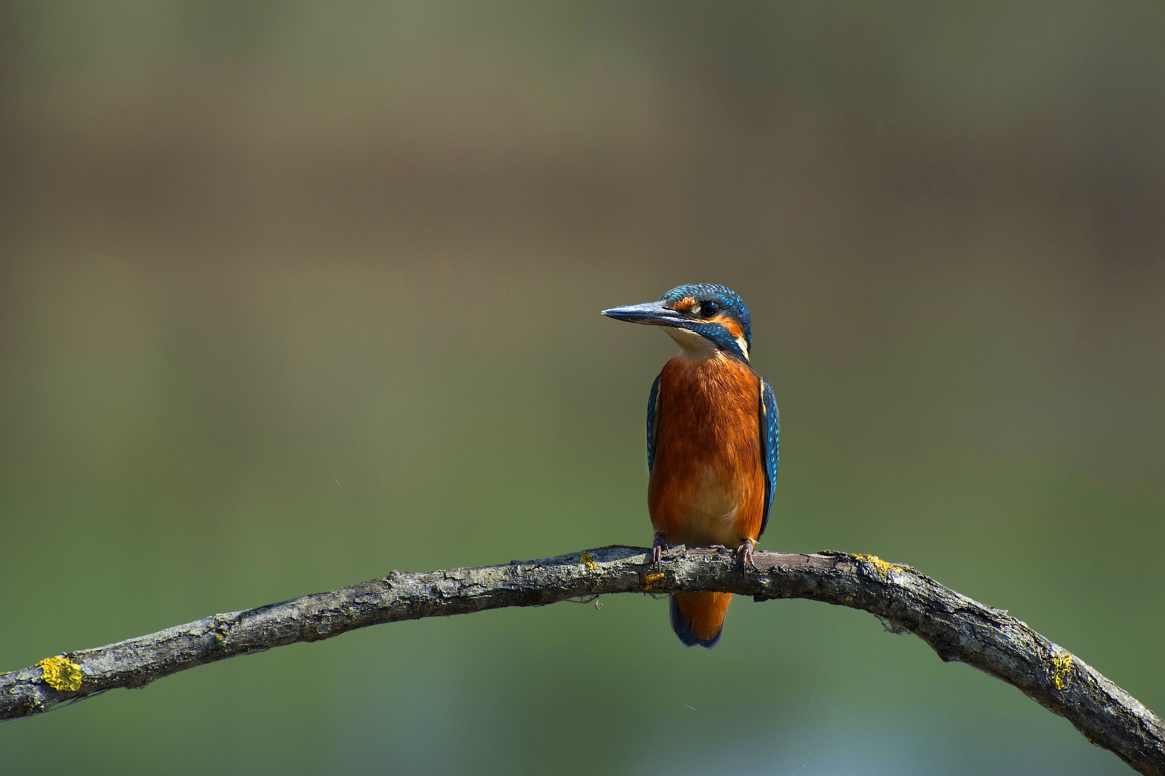 Il mio primo Martino...